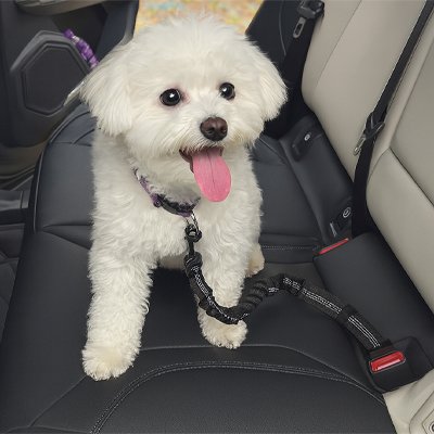 Ceinture de sécurité pour chien | SafeDrive