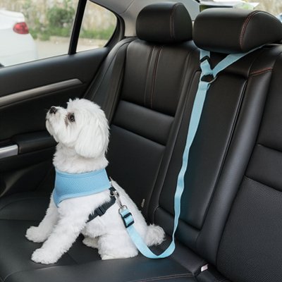 Ceinture de sécurité pour chien | TravelSafe