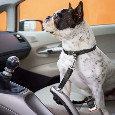 Ceinture de sécurité pour chien | SafeDrive