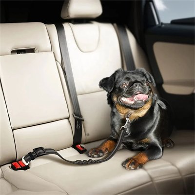 Ceinture de sécurité pour chien | SafeDrive