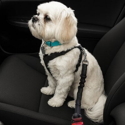 Ceinture de sécurité pour chien | SafeDrive